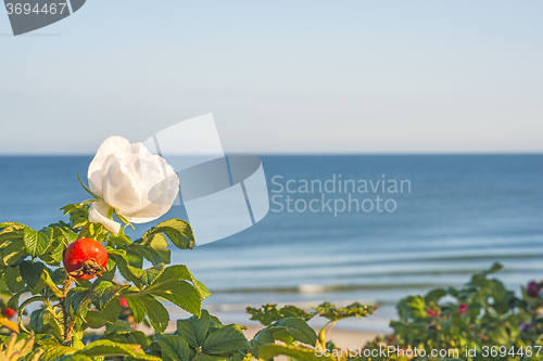 Image of Beach rose flower at the Baltic Sea