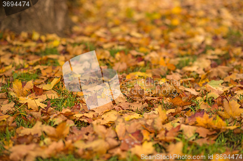 Image of autumnal painted leaves