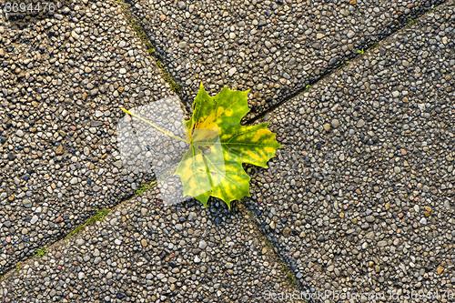 Image of autumnal painted leaves on a concrete floor