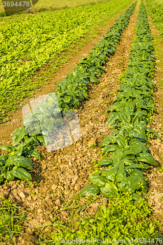 Image of cultivation of spinach