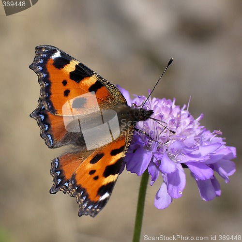 Image of Butterfly (aglais urticae)