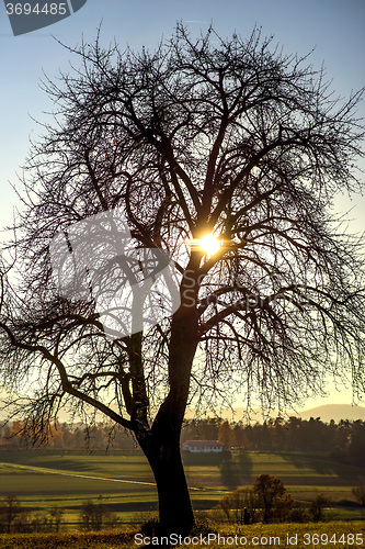 Image of tree in backlight