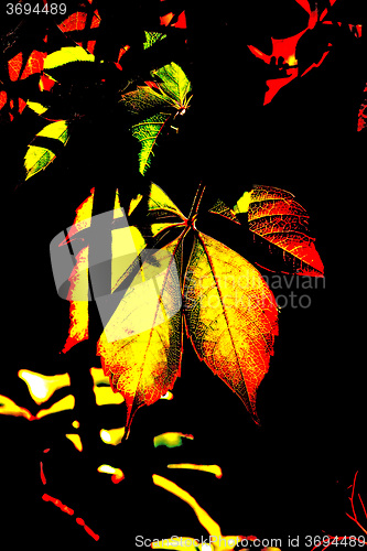 Image of wild vines leaves at an old fence