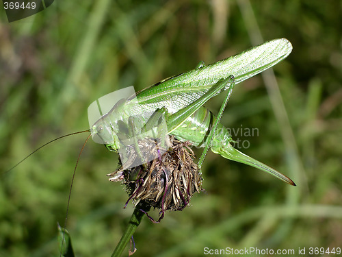 Image of Grashopper