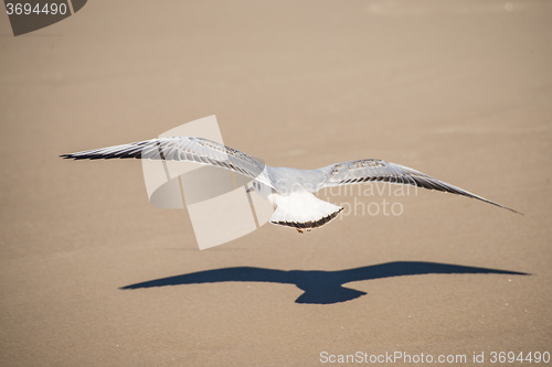 Image of Black-headed gull flying deep over the beach