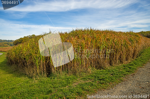 Image of switch grass