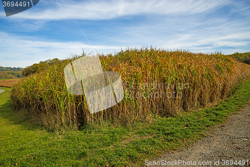 Image of switch grass