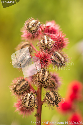 Image of Castor-oil plant with bolls