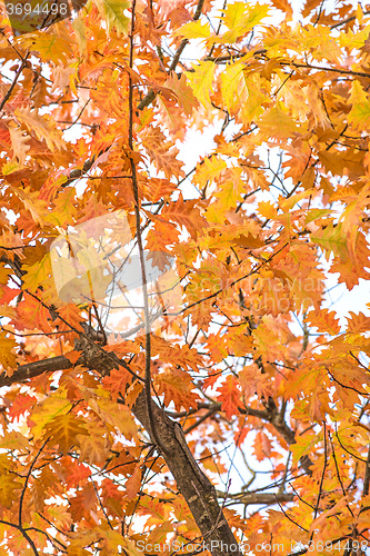 Image of tree in autumnal colors