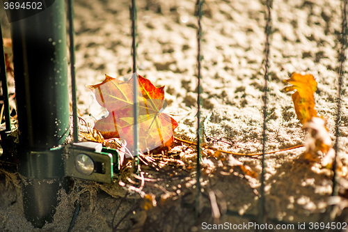 Image of autumnal painted maple leaf behind a fence 