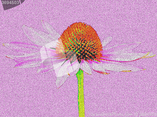 Image of coneflower, Echinacea purpurea