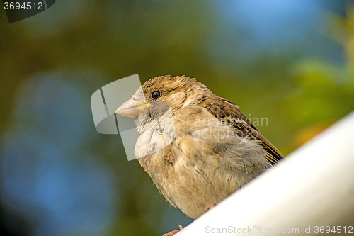 Image of Eurasian tree sparrow 