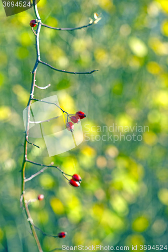 Image of rose hips