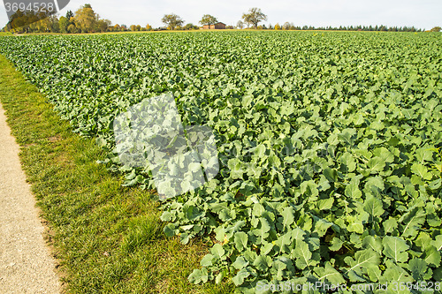 Image of Oil radish, green manure