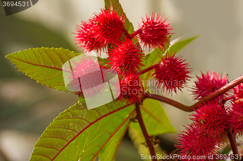 Image of Castor-oil plant with bolls