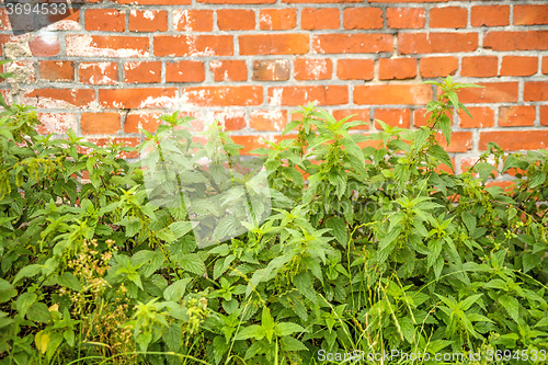 Image of Stinging nettles at a brick wall