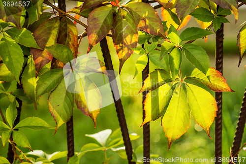 Image of wild vines leaves at an old fence