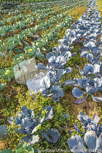 Image of cultivation of blue and white kale