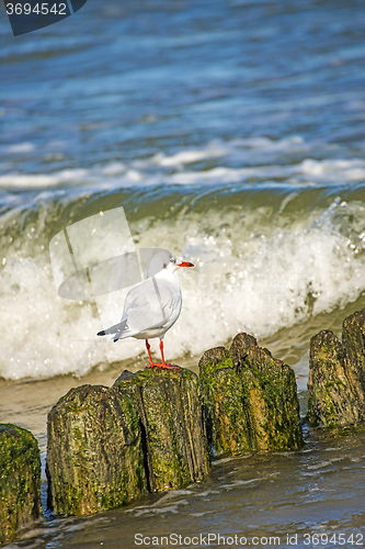 Image of Black-headed gull on groynes in the Baltic Sea