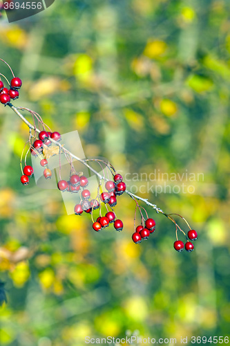 Image of Hawthorn fruits