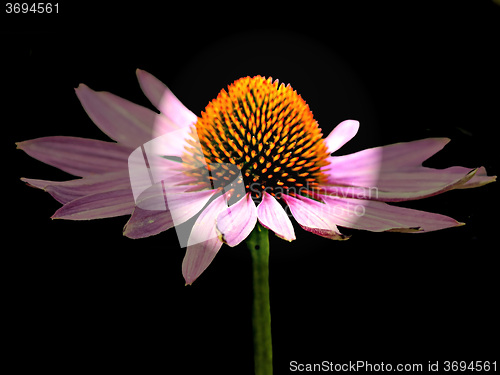 Image of coneflower, Echinacea purpurea