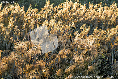Image of reed in backlight