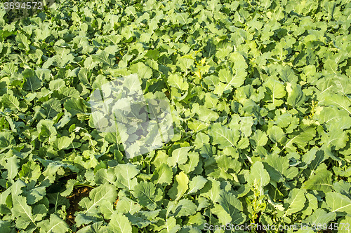 Image of Oil radish, green manure