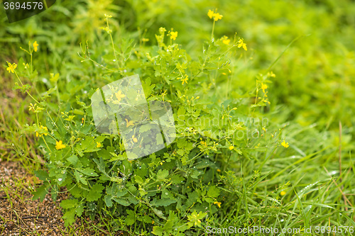 Image of Celandine, Chelidonium majus, medicinal herb