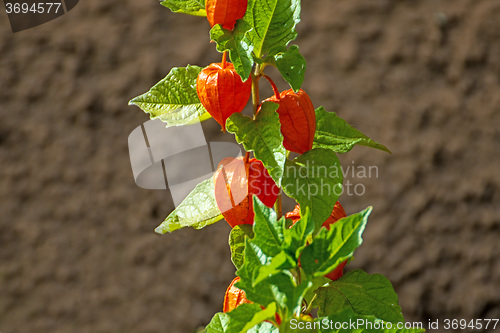 Image of Physalis alkekengi, bladder cherry