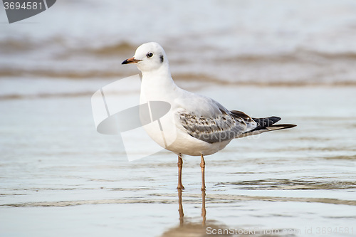 Image of Black-headed gull on a beach of the Baltic Sea