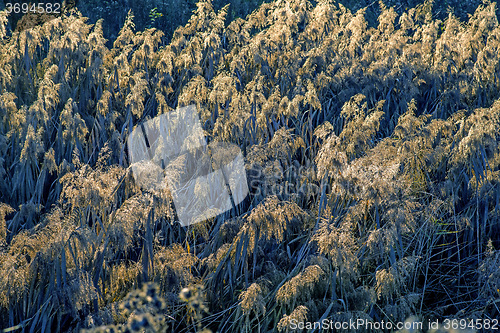 Image of reed in backlight