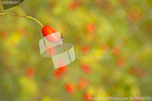 Image of rose hips