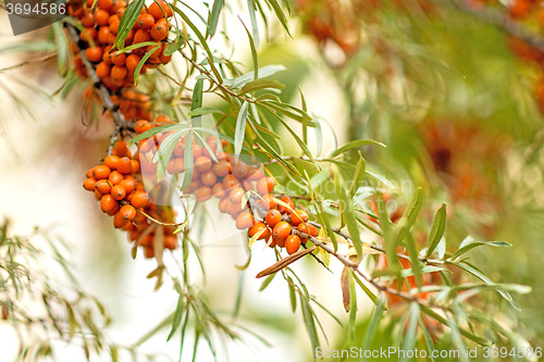 Image of common sea-buckthorn fruits