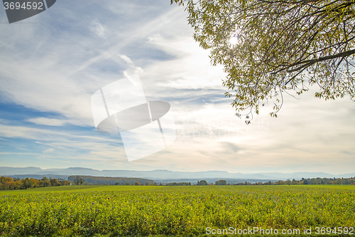 Image of Bees pasture