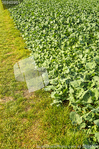 Image of Oil radish, green manure