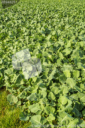 Image of Oil radish, green manure