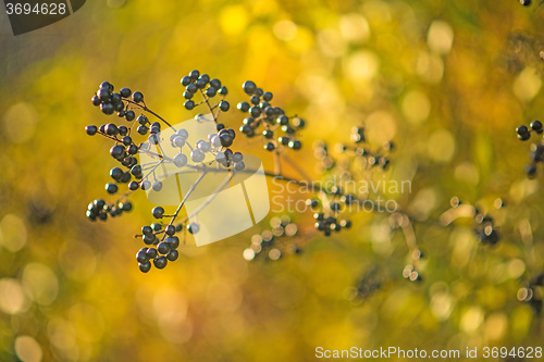 Image of privet berries in back light