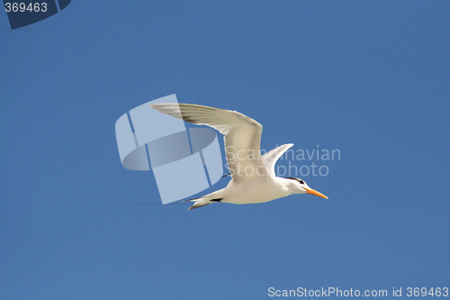 Image of Flying gull