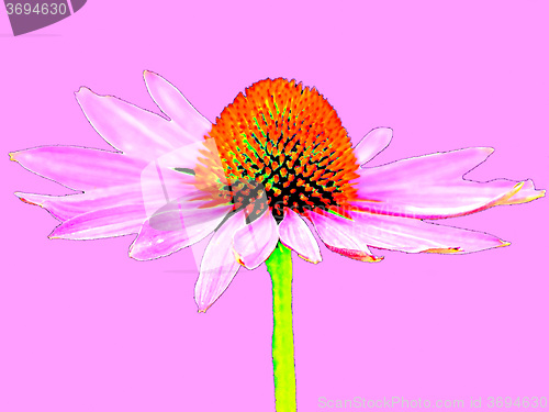 Image of coneflower, Echinacea purpurea