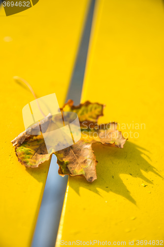 Image of autumnal painted leaf on bench