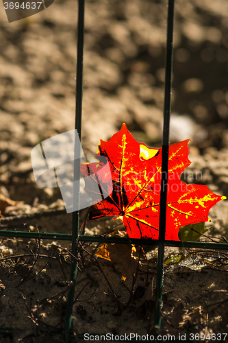 Image of autumnal painted maple leaf behind a fence 