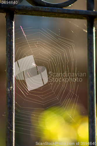 Image of Spider web at a fence
