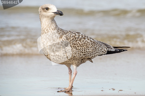 Image of Herring gull on a beach of the Baltic Sea