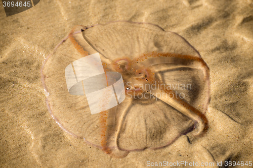 Image of Moon jelly on a beach of the Baltic Sea