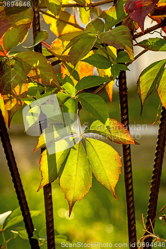 Image of wild vines leaves at an old fence