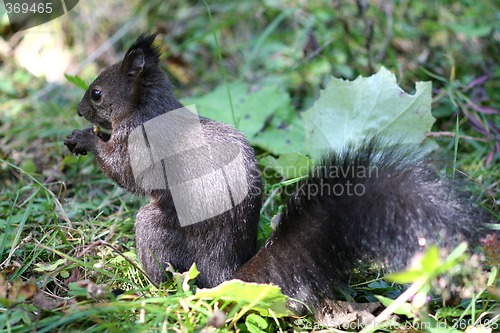 Image of Black Squirrel