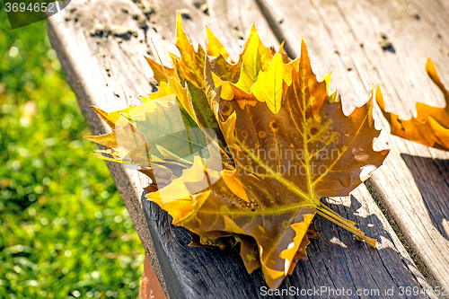 Image of leaf on a park bench