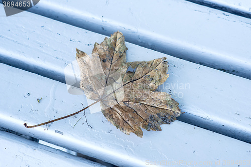 Image of autumnal painted leaf on a park bench