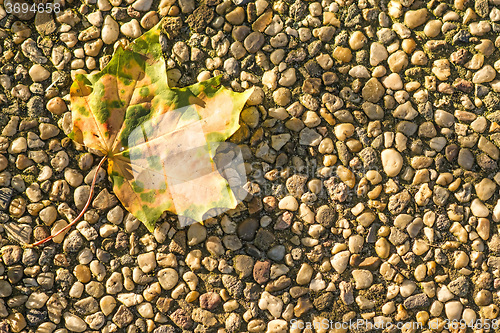 Image of autumnal painted leaf in evening sun 