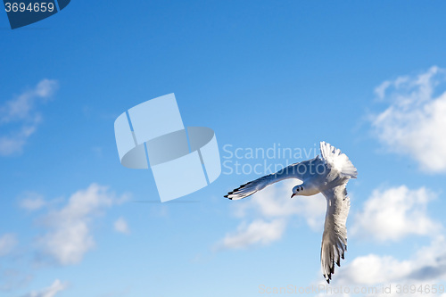 Image of Black-headed gull flying